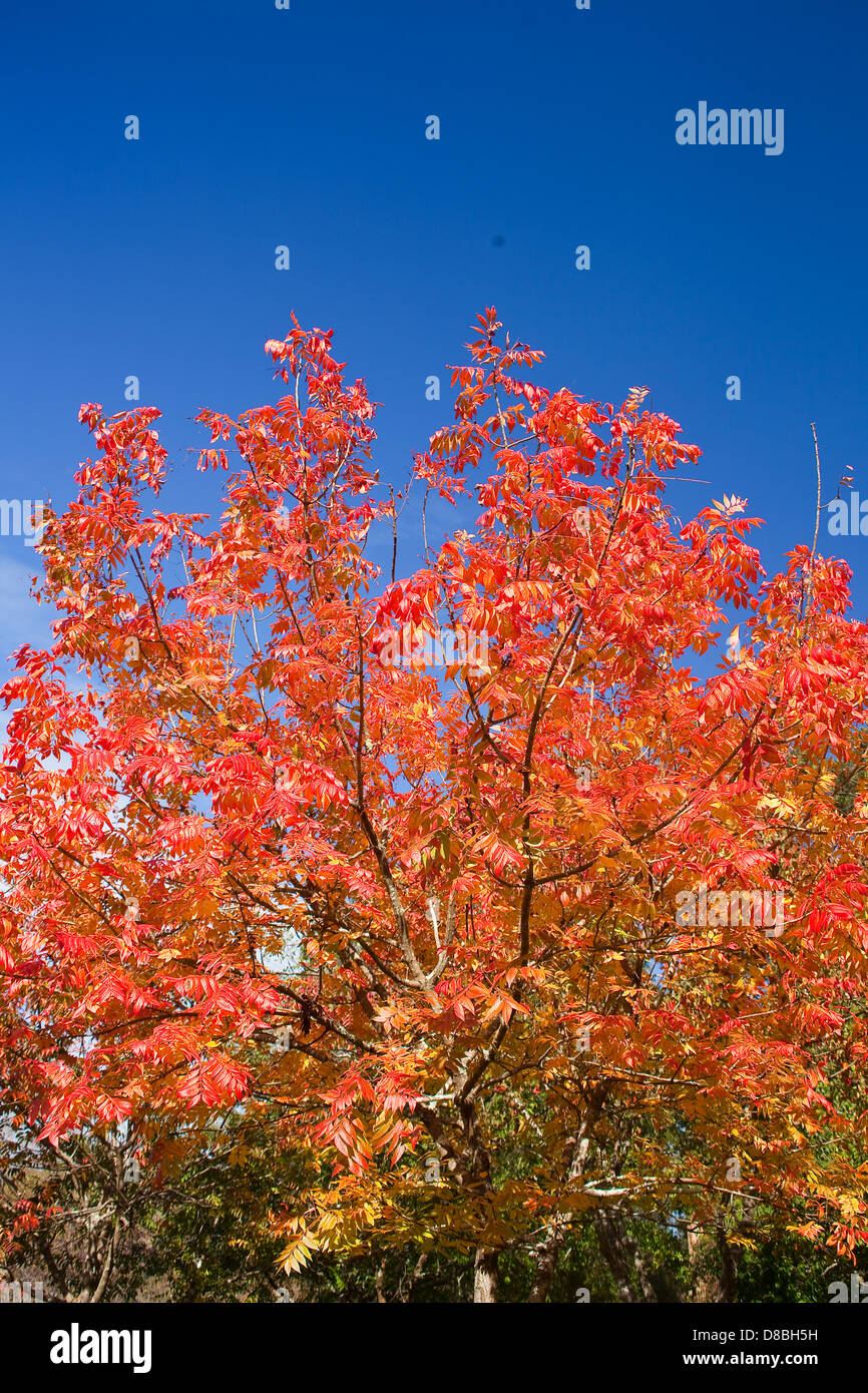 Vivacemente colorato Foglie di autunno contro un cielo blu. Foto Stock