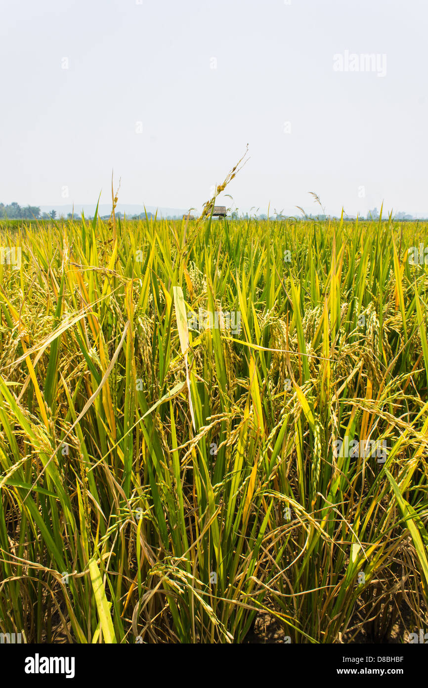Campi d'oro blu del cielo Foto Stock