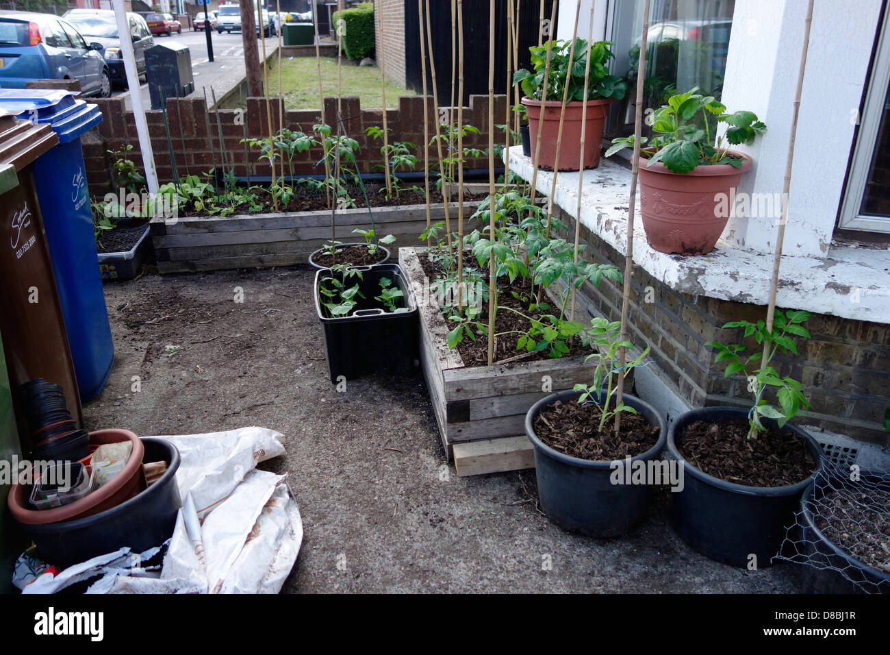 Alla fine di maggio con piante di pomodoro in contenitori, casalinga piantatrici e pentole Foto Stock