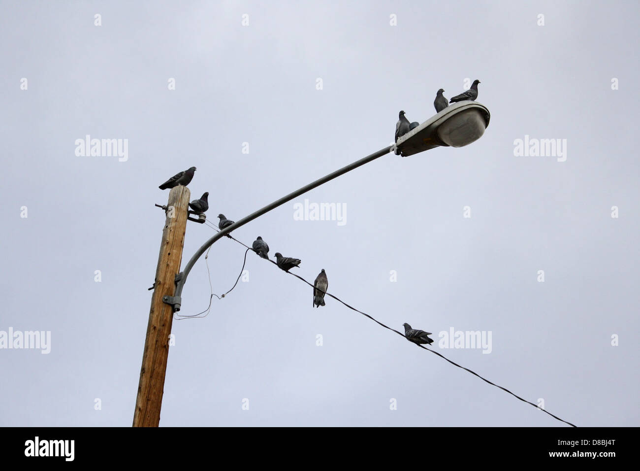 I piccioni sono appollaiati su un lampione stradale, che riposa in un ambiente urbano. Gli uccelli si siedono vicini, e il lampione offre loro un posto dove riunirsi. Foto Stock