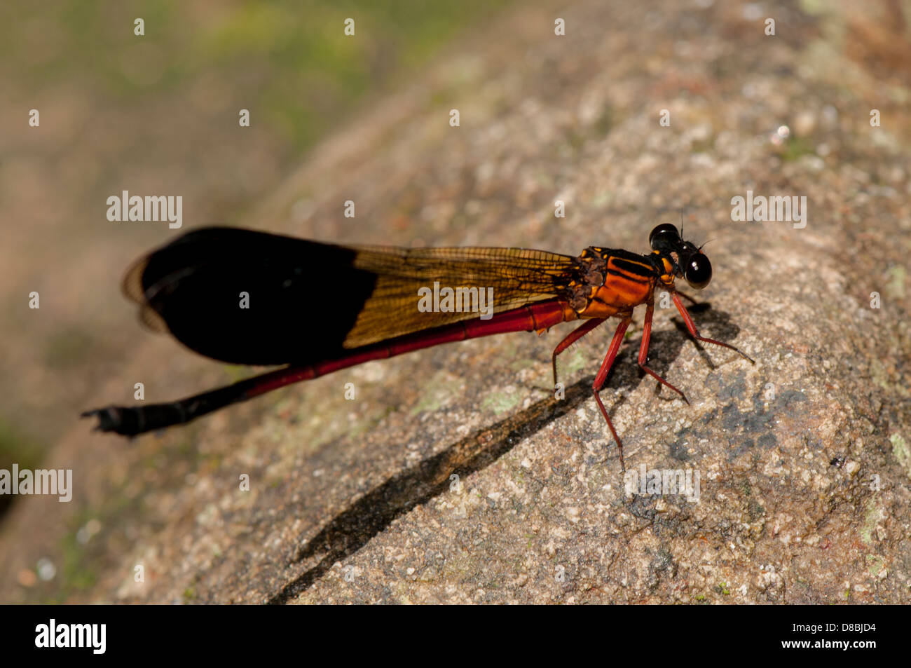 Red damselfly adulto, vista laterale Foto Stock