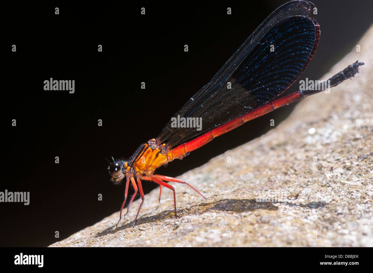 Damselfly adulto, vista laterale Foto Stock