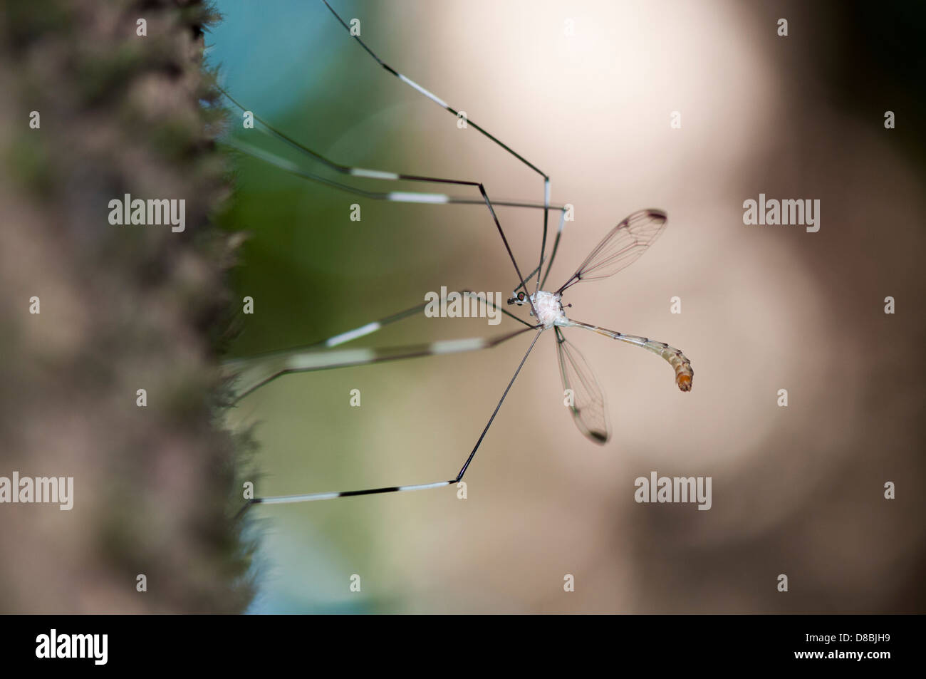 Gru Phantom Fly Foto Stock