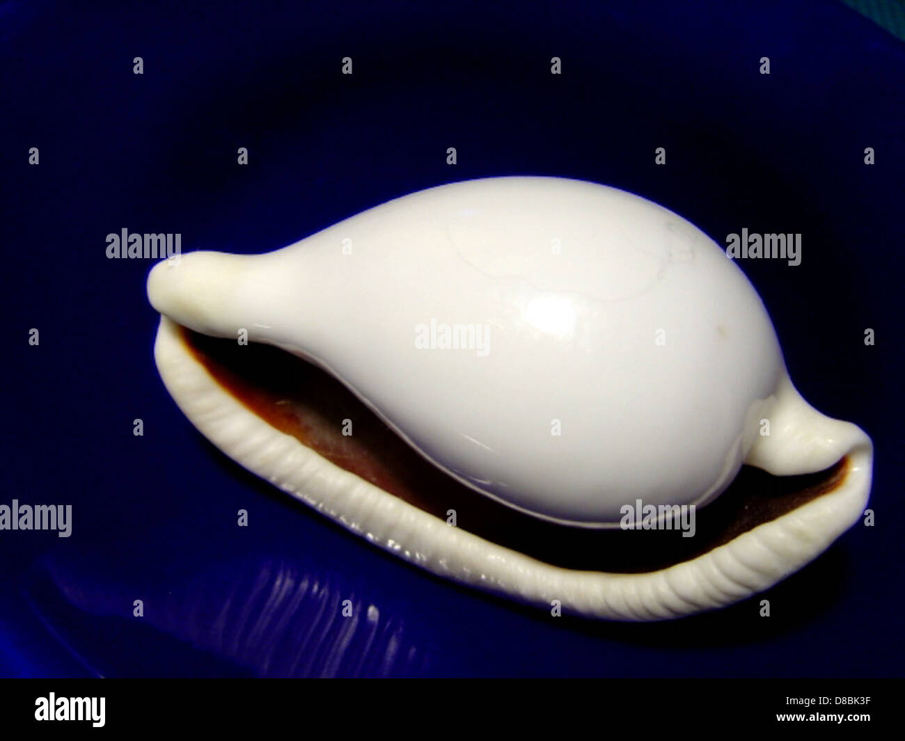 Primo piano di un guscio marino bianco lucido, che mostra la sua superficie liscia e lucida. La conchiglia ha una forma complessa e riflette la luce, mostrando la sua bellezza naturale. Foto Stock