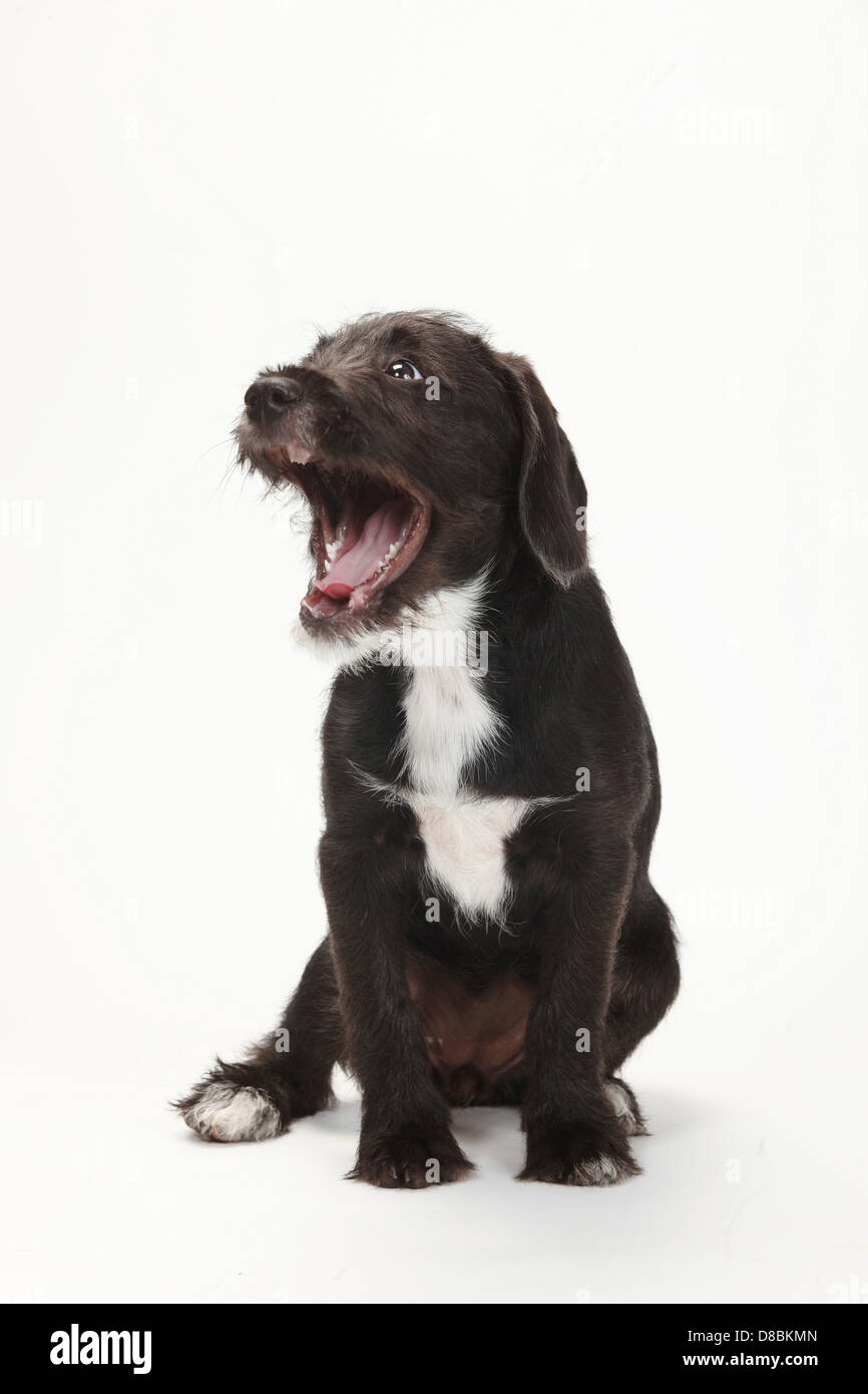 Razza cane, cucciolo, 14 settimane |Mischlingshund, Welpe, 14 Wochen Foto Stock