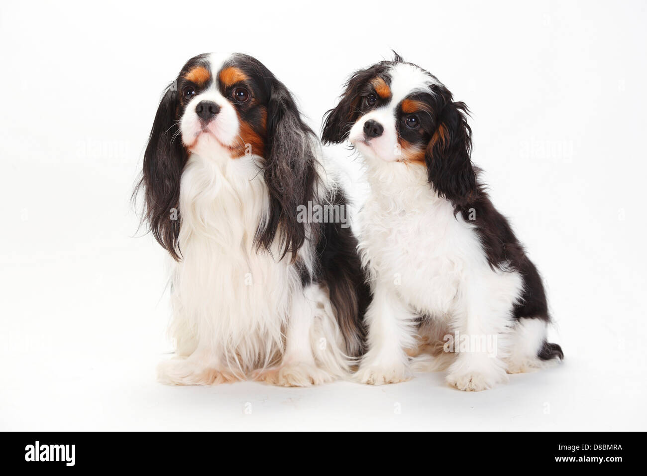 Cavalier King Charles Spaniel con cucciolo, 5 mesi, tricolore |Cavalier King Charles Spaniel, tricolore, mit Welpe, 5 Monate Foto Stock