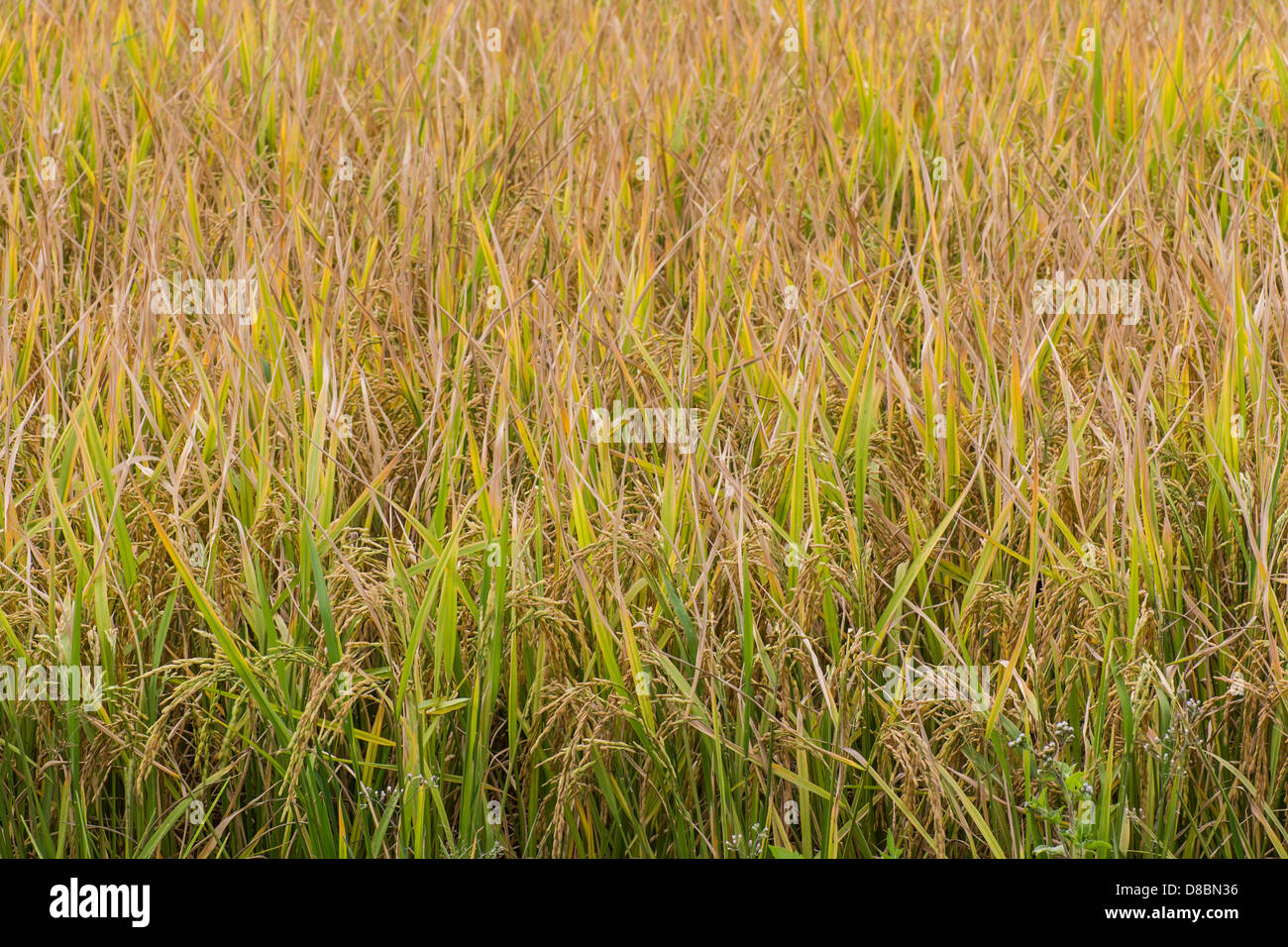 Campi dorati in estate Foto Stock