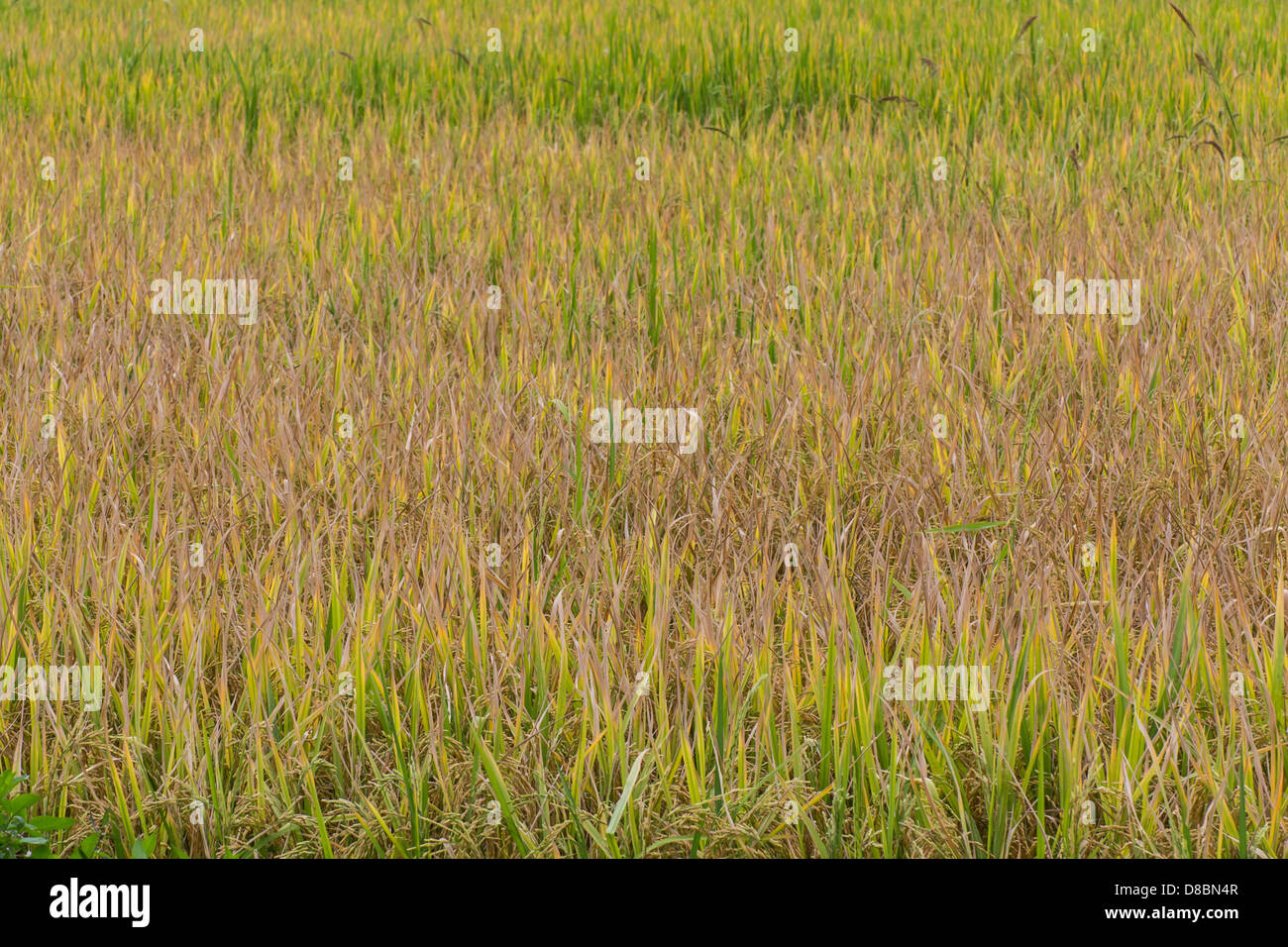 Campi dorati in estate Foto Stock