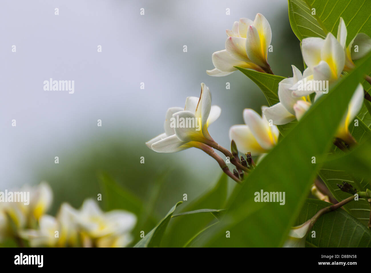 Il Frangipani bianco plumeria fiore Spa Foto Stock