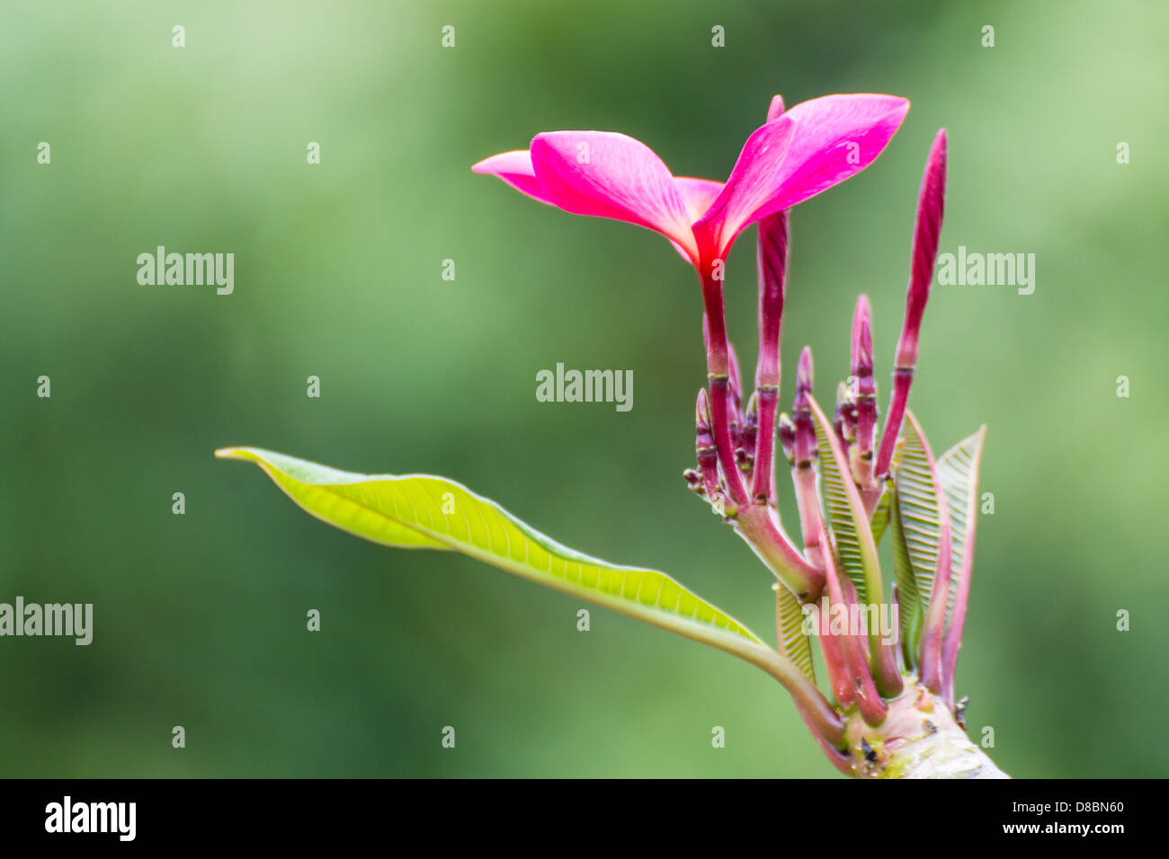 Rosa Frangipani plumeria fiore Spa Foto Stock