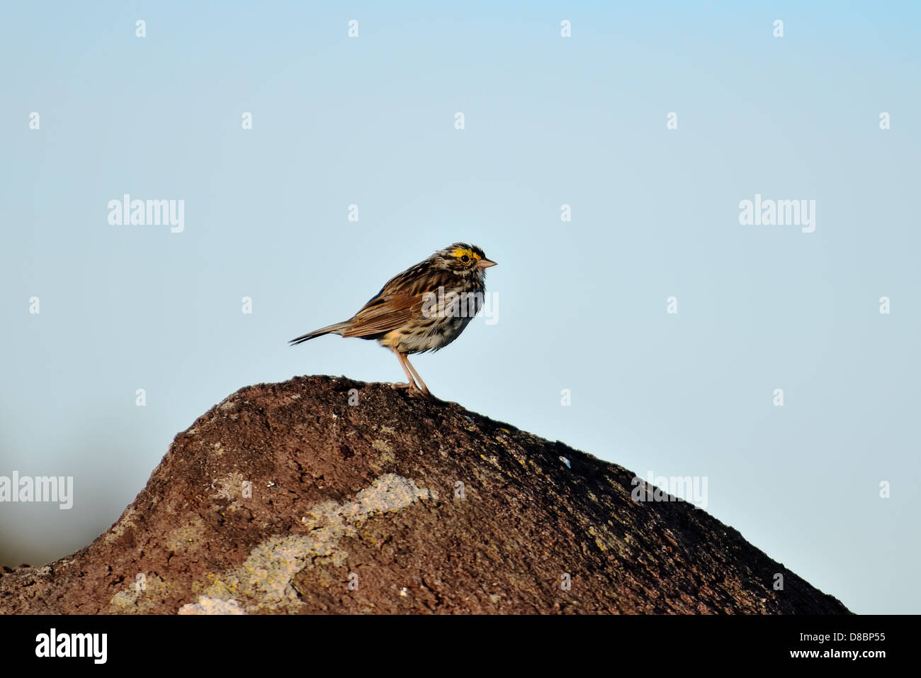 Il Savannah Sparrow arroccata su una roccia a Cape Spear, Terranova, Canada Foto Stock
