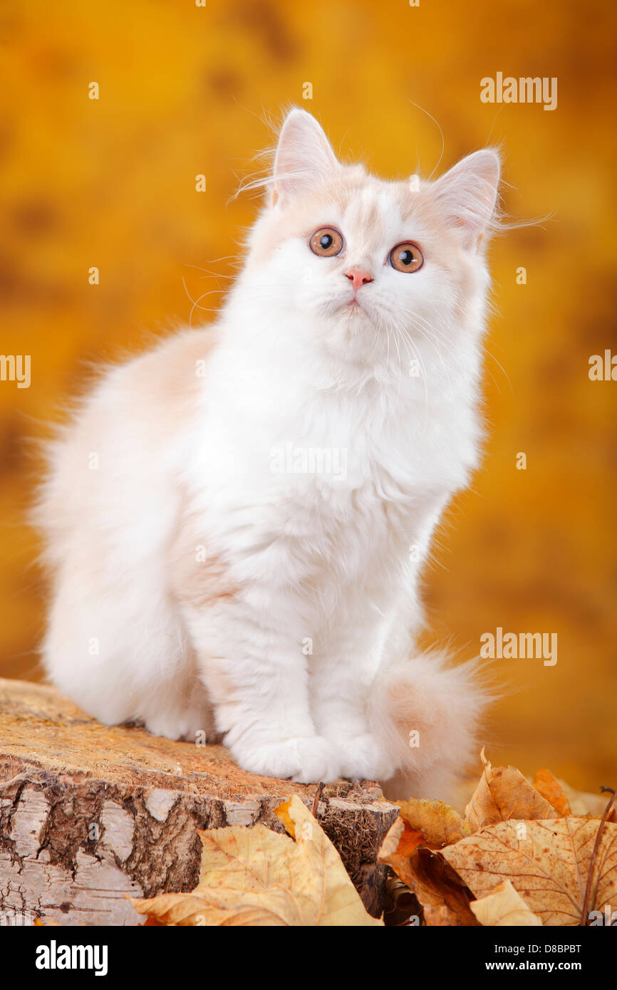 British Longhair Cat, 6 mesi, bianco-crema / Highlander, Lowlander, Britanica Foto Stock