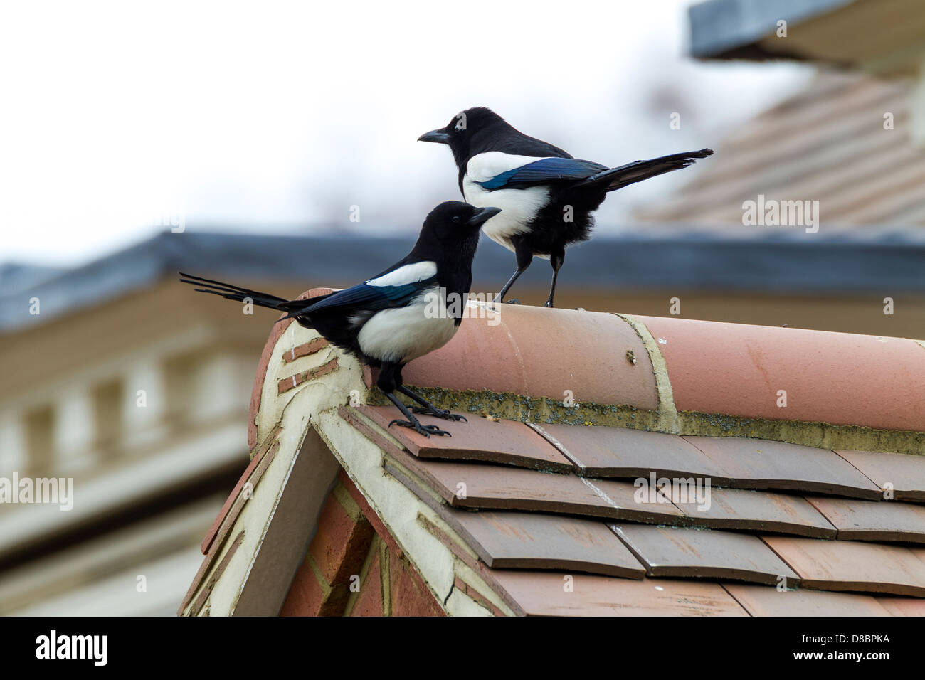 Gazza. Pica pica (corvidae) Coppia sui tetti Foto Stock