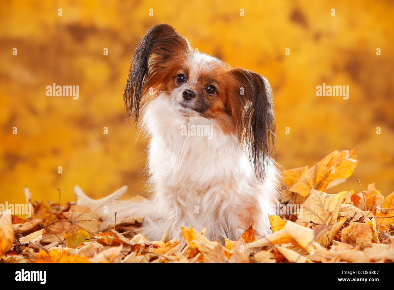 Papillon / Continental Toy Spaniel, Butterfly cane, fogliame di autunno Foto Stock