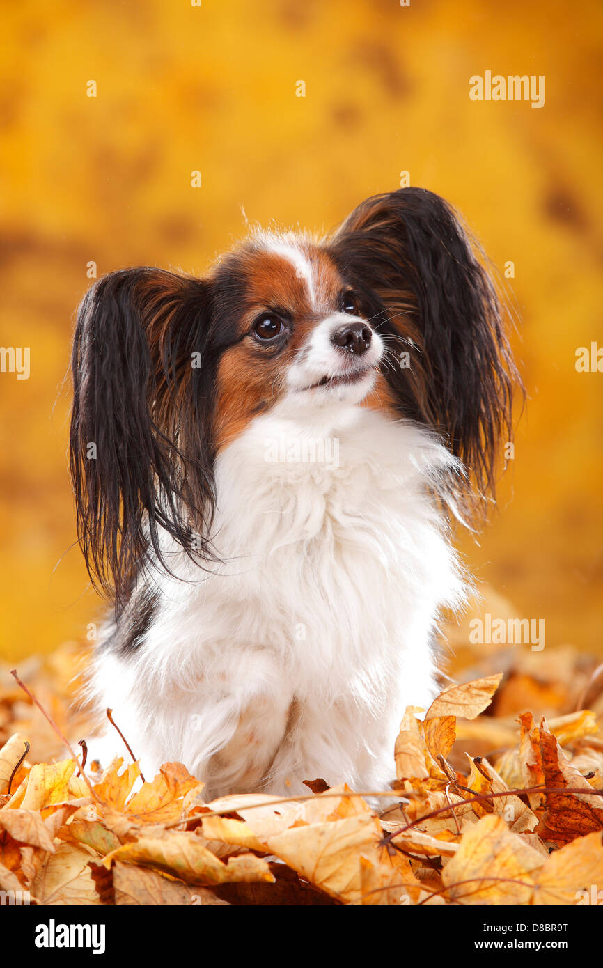 Papillon / Continental Toy Spaniel, Butterfly cane, fogliame di autunno Foto Stock