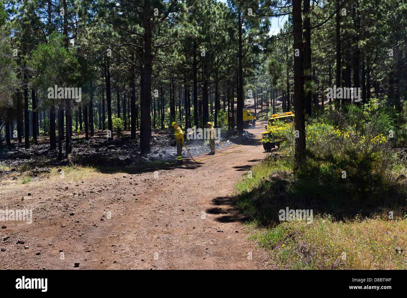 I vigili del fuoco la spruzzatura di acqua durante la combustione controllata di sottobosco in una foresta di pini dalla Brigada Forestal o BRIFOR vicino Erjos Foto Stock