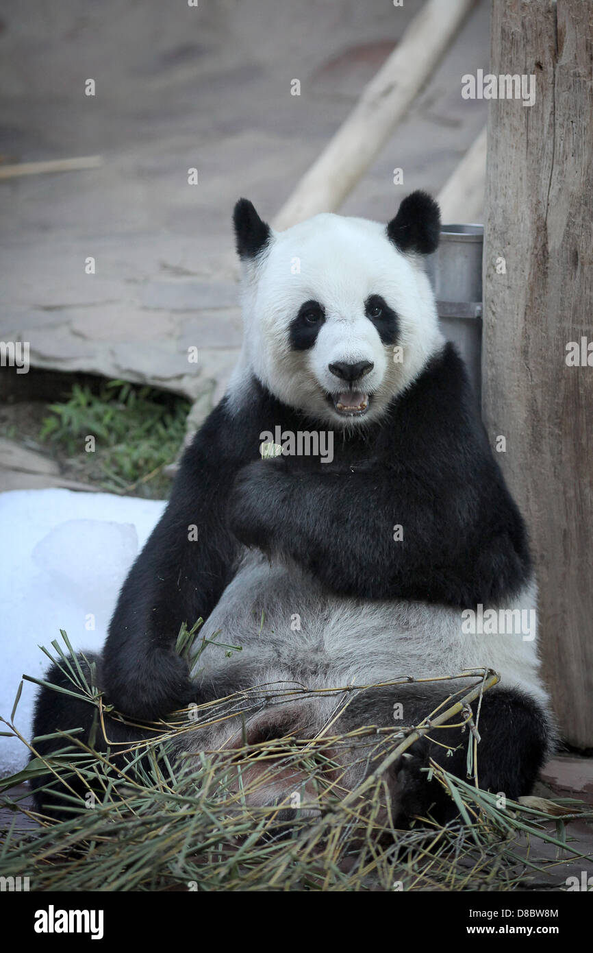 Un panda gigante, raffigurato in lo zoo di Chiang Mai, Thailandia. Foto: Fredrik von Erichsen Foto Stock