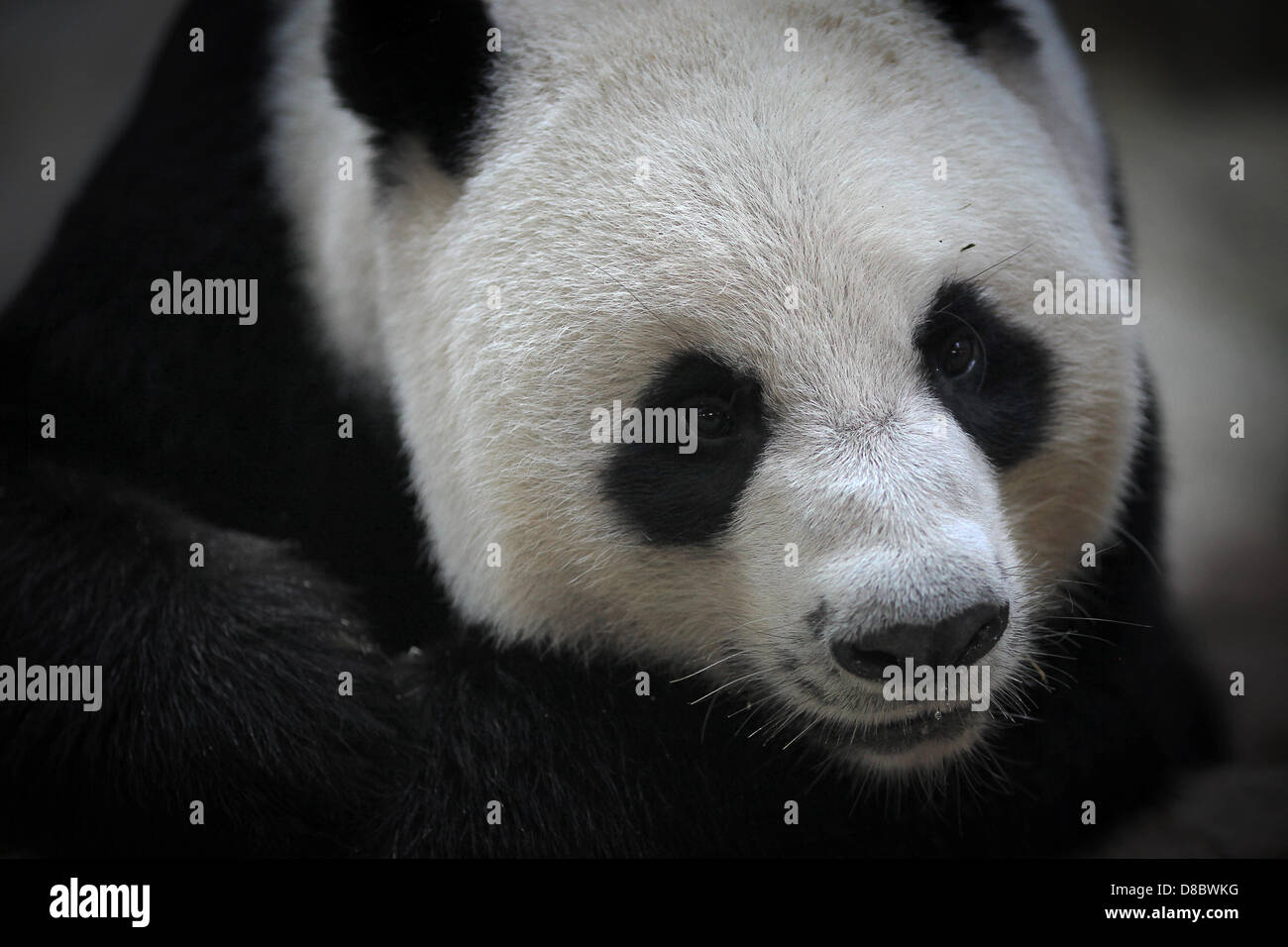 Un panda gigante, raffigurato in lo zoo di Chiang Mai, Thailandia. Foto: Fredrik von Erichsen Foto Stock