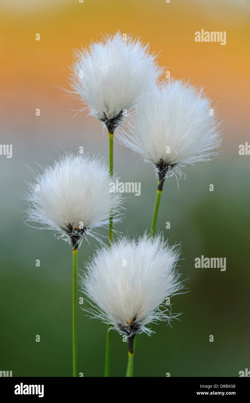 Hare's-tail cottongrass, eriophorum vaginatum, goldenstedter moor, Bassa Sassonia, Germania Foto Stock