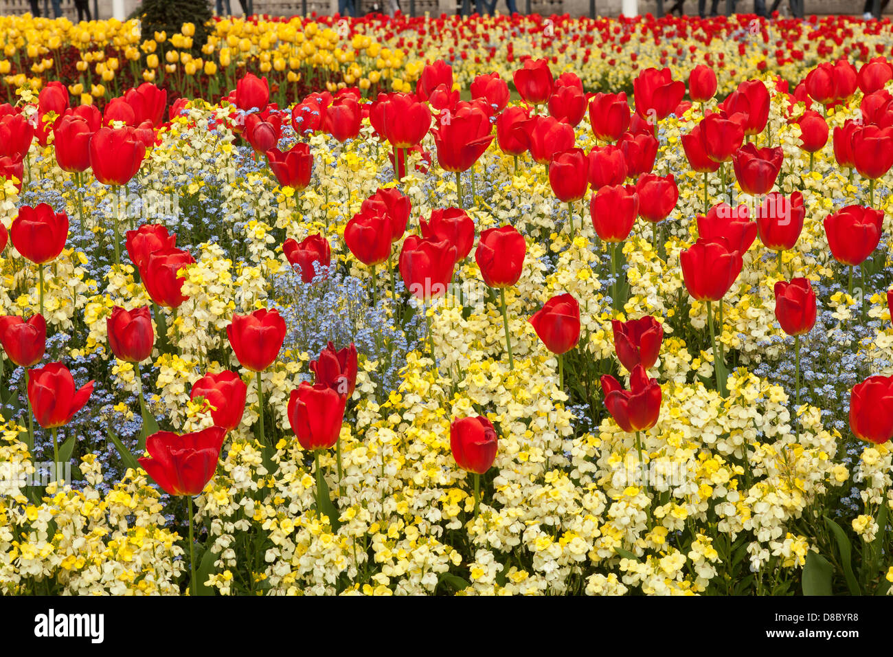 Tulipani rossi in un letto di fiori Foto Stock