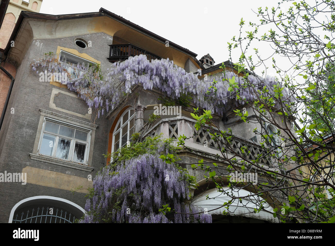 Casa con il glicine in fiore, Merano, Alto Adige, Italia Foto Stock