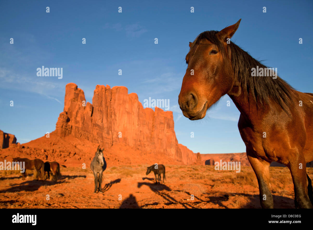 Indiano Navajo cavalli a Monument Valley Navajo Tribal Park, Stati Uniti d'America, STATI UNITI D'AMERICA Foto Stock
