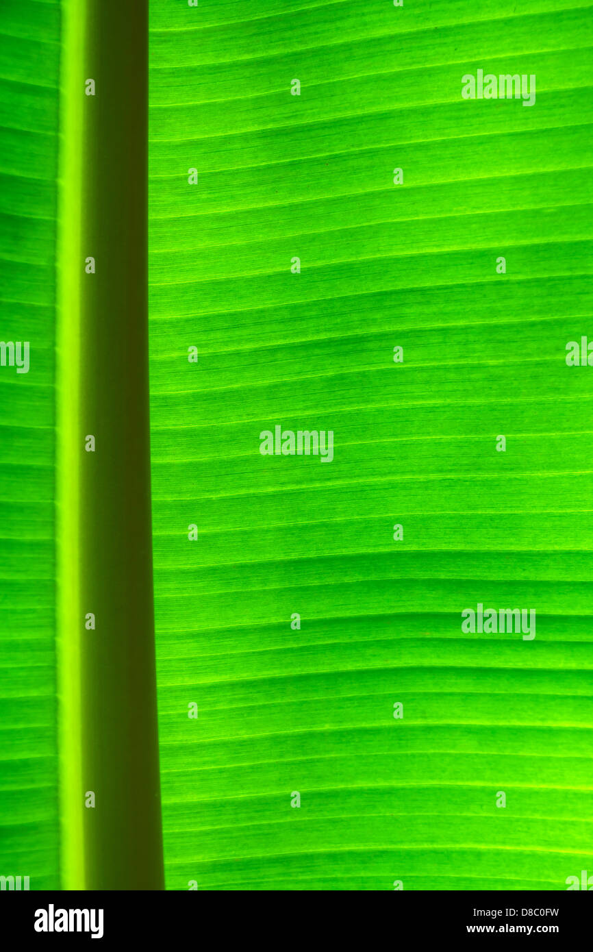 6 Foglie Di Banana Artificiali Grandi In Plastica - 58 Cm, Verde Tropicale Per Decorazioni Feste Hawaiane, Matrimoni E Casa