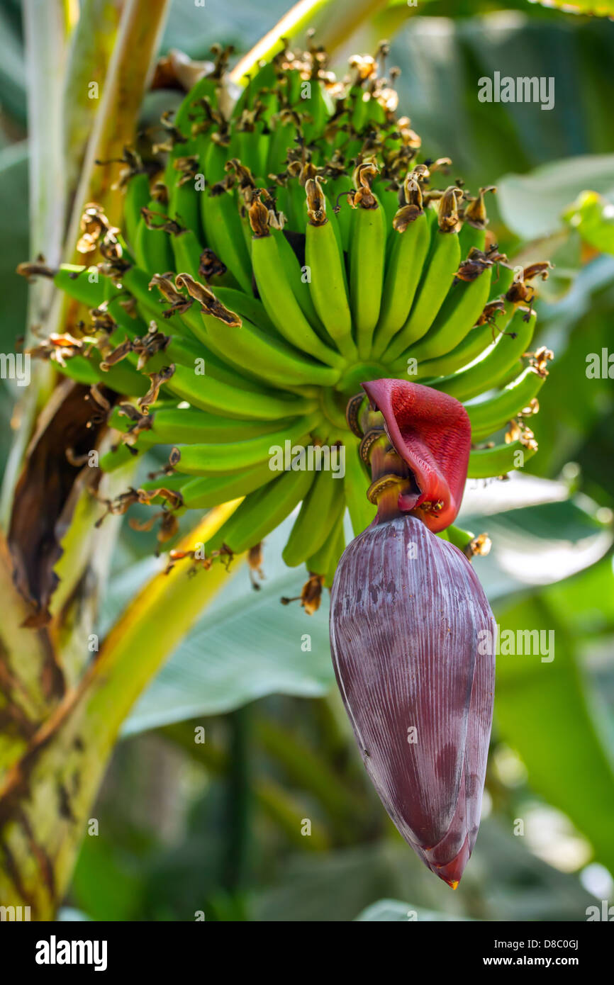 Albero di banana con fiori e frutta verde Foto Stock