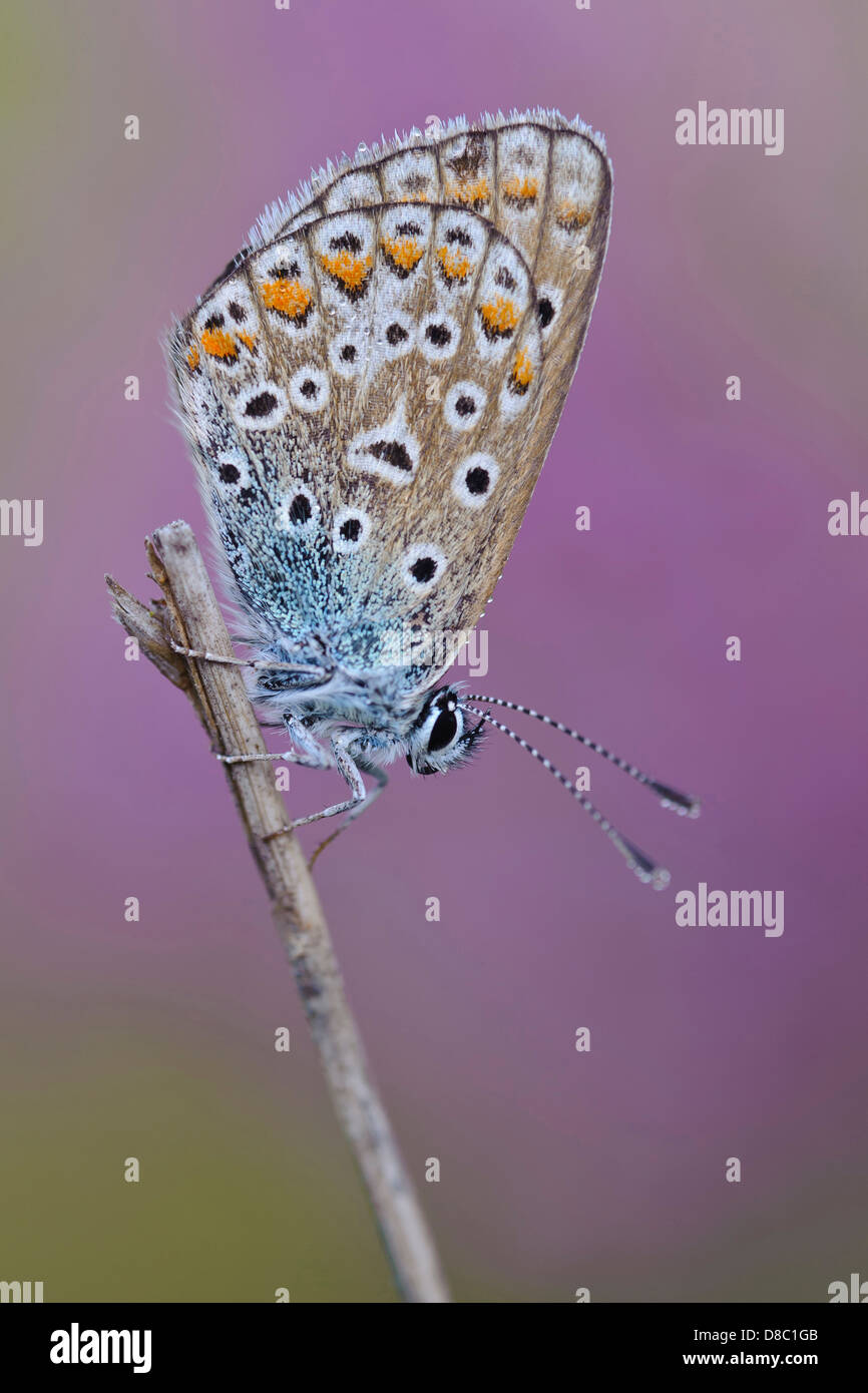 Comune (blu polyommatus icarus), Bassa Sassonia, Bassa Sassonia (Germania) Foto Stock