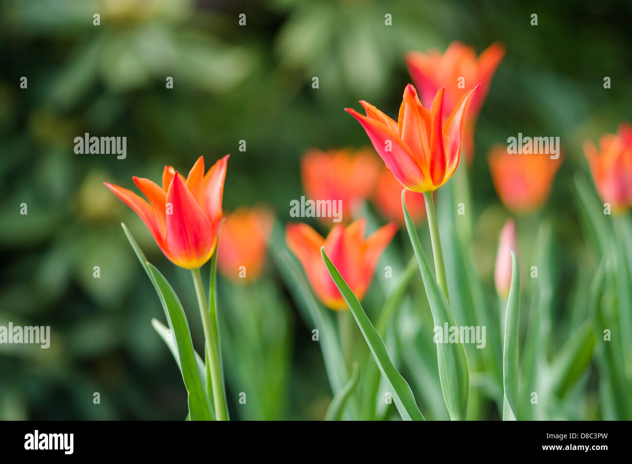 Macro romantica cattura di tulipani rossi Foto Stock