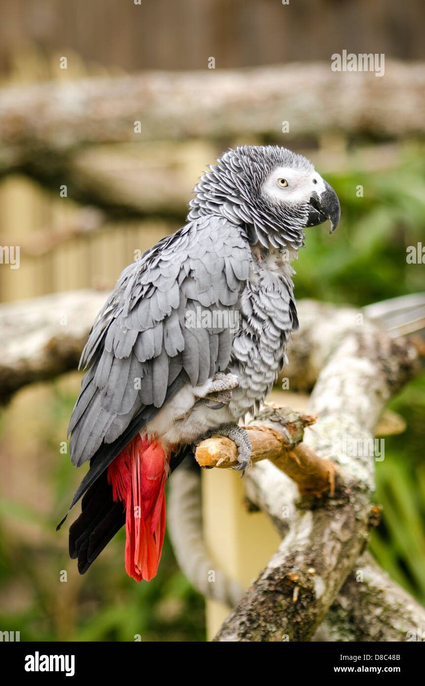 Increspato pappagallo grigio africano Foto Stock