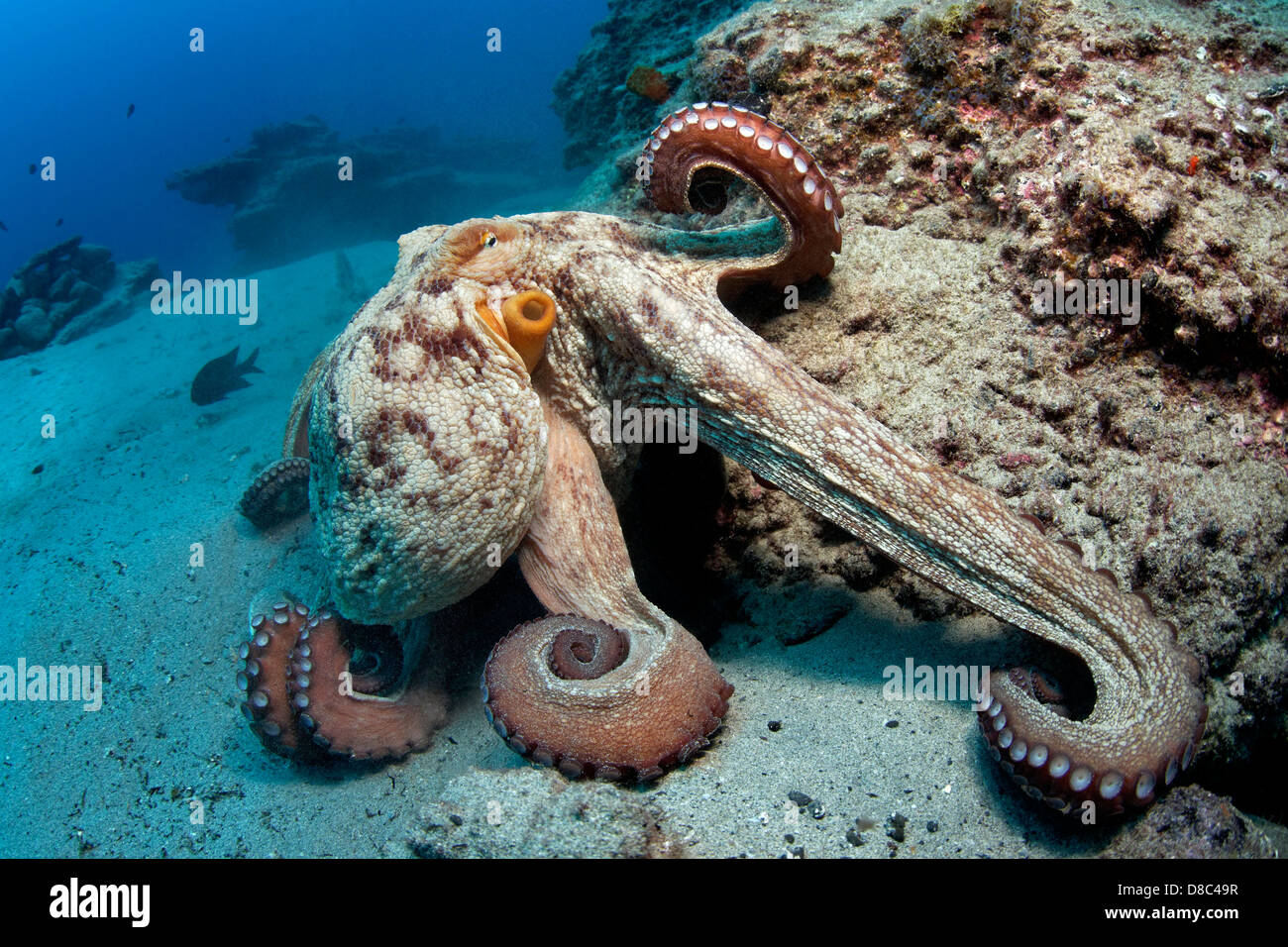 Polpo (Octopus vulgaris), Morro del Jable Fuerteventura Isole Canarie, ripresa subacquea Foto Stock