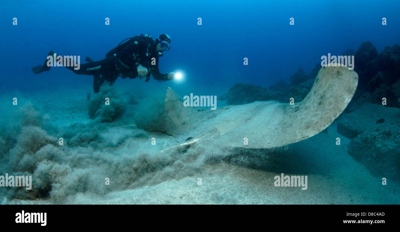 Subacqueo e spinose butterfly ray (Gymnura altavela), Morro del Jable Fuerteventura Isole Canarie, ripresa subacquea Foto Stock