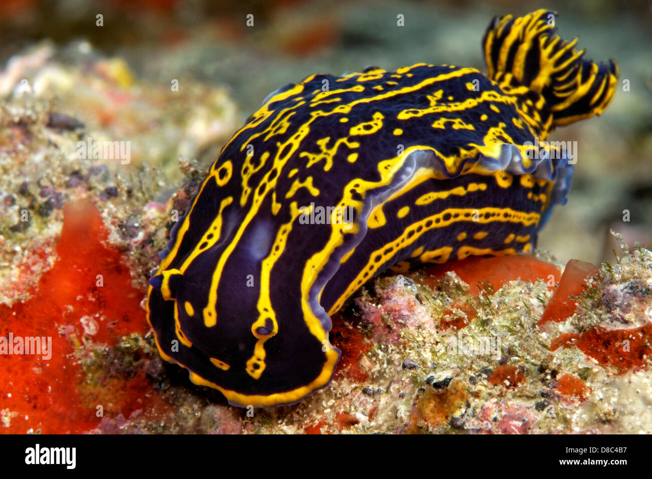 Nudibranch Hypselodoris picta, Morro del Jable Fuerteventura Isole Canarie, ripresa subacquea Foto Stock
