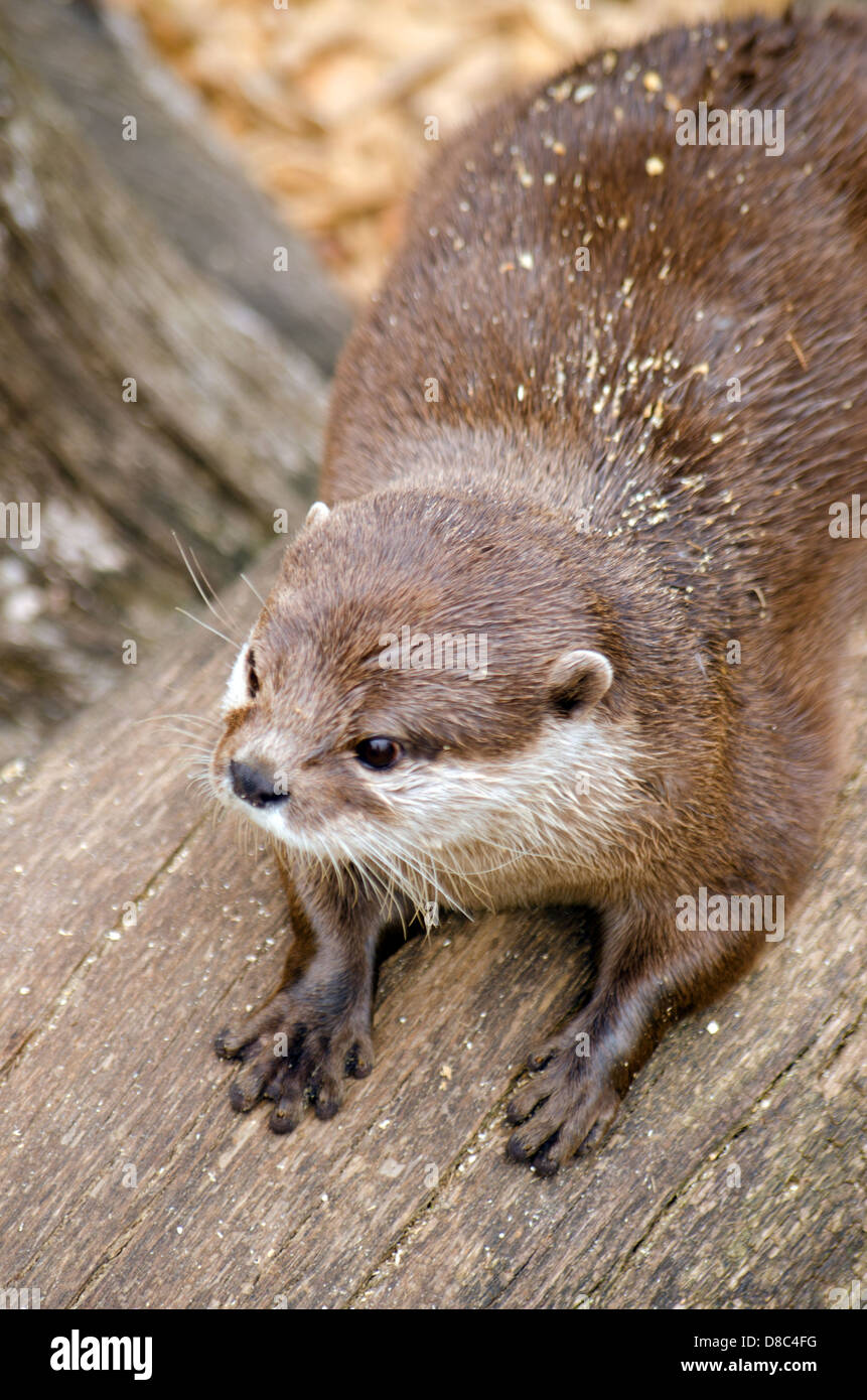 Asian breve artigliato Otter Foto Stock