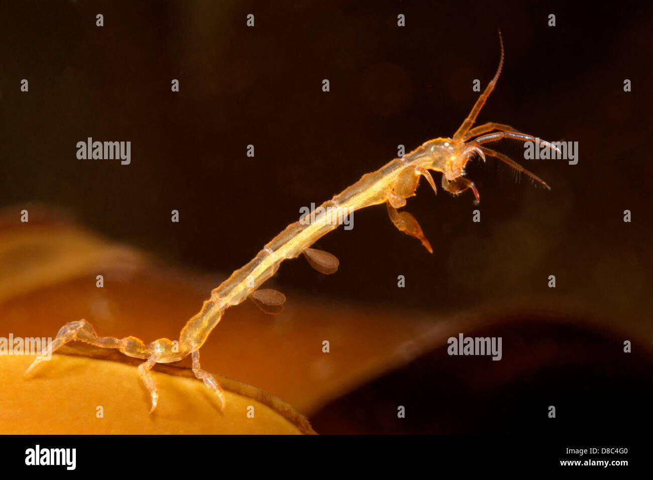 Lo scheletro di gamberetti (Pariambus typicus), vicino a Kulusuk, Groenlandia, ripresa subacquea Foto Stock