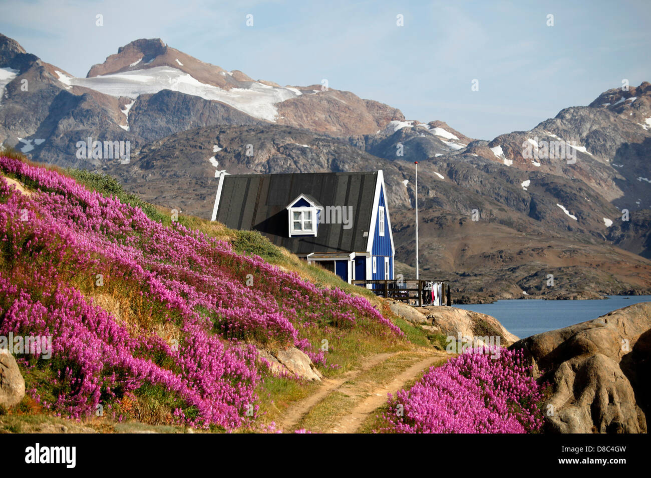 Vista tipica di una città in Groenlandia con dwarf fireweed, Tasiilaq, Groenlandia Foto Stock