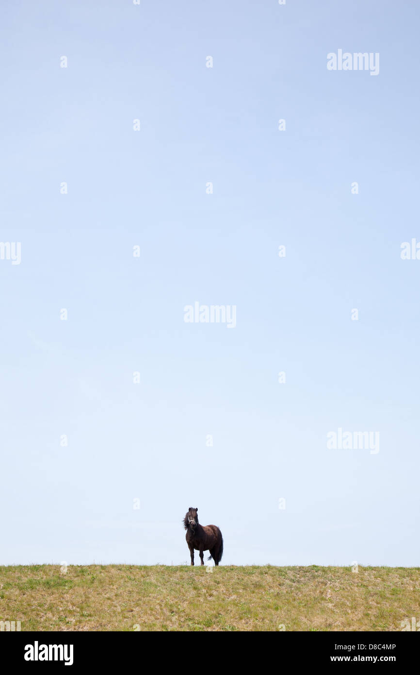 Silhouet van een pony op een dijk steekt af tegen de blauwe lucht Foto Stock