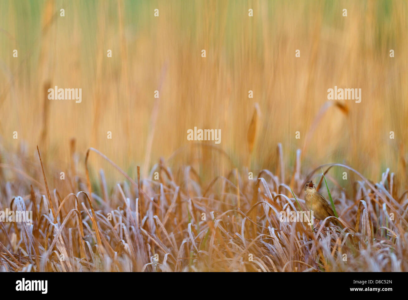 Grasshopper comune trillo (Locustella naevia) Foto Stock