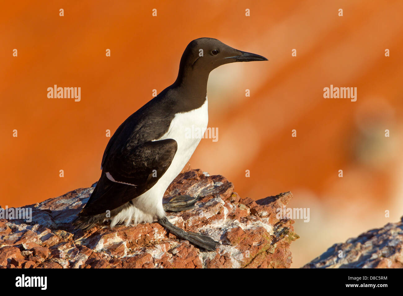 Comune di Guillemot (Uria aalge), Helgoland, Germania Foto Stock