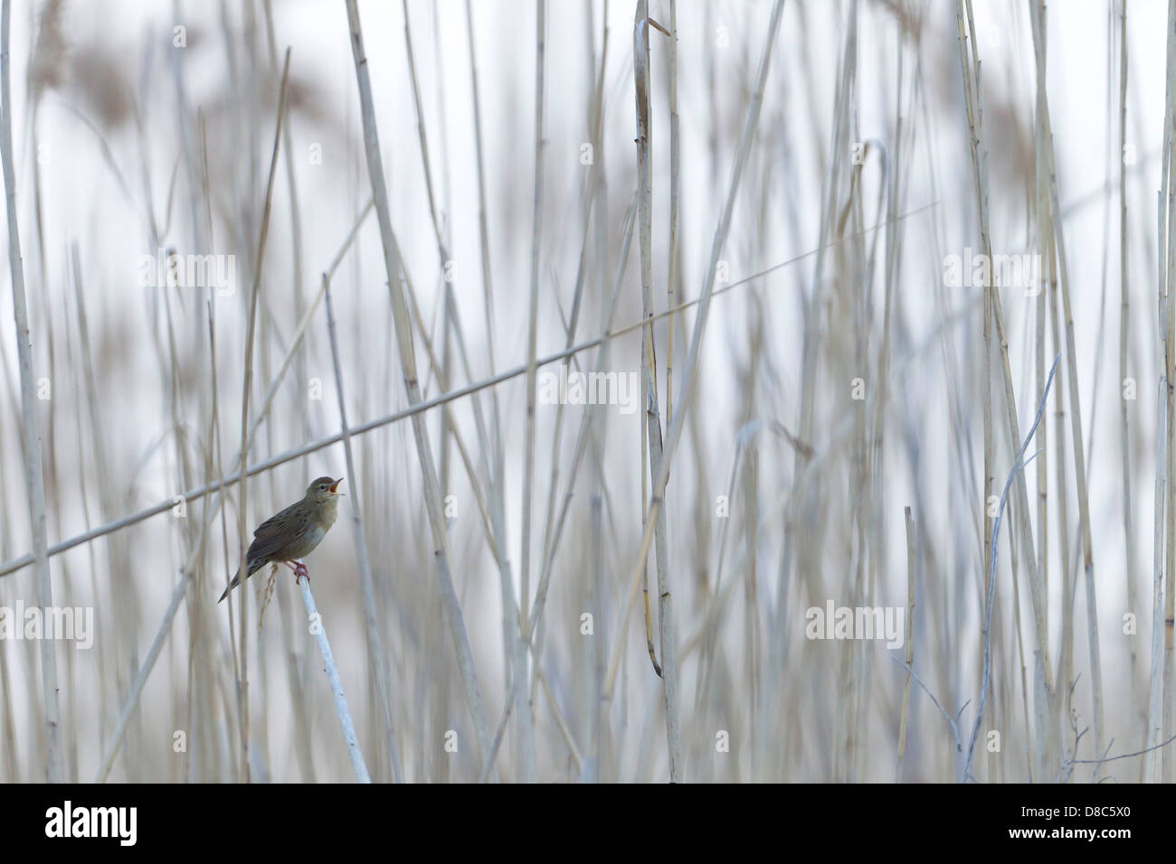 Grasshopper trillo (Locustella naevia) Foto Stock