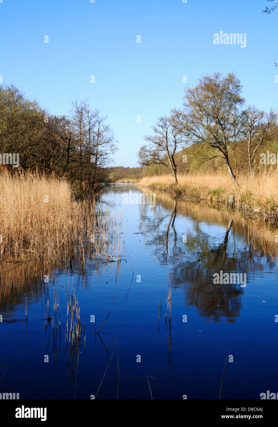 Una vista di Cockshoot Dyke da Bure paludi Riserva Naturale Nazionale a Woodbastwick, Norfolk, Inghilterra, Regno Unito. Foto Stock