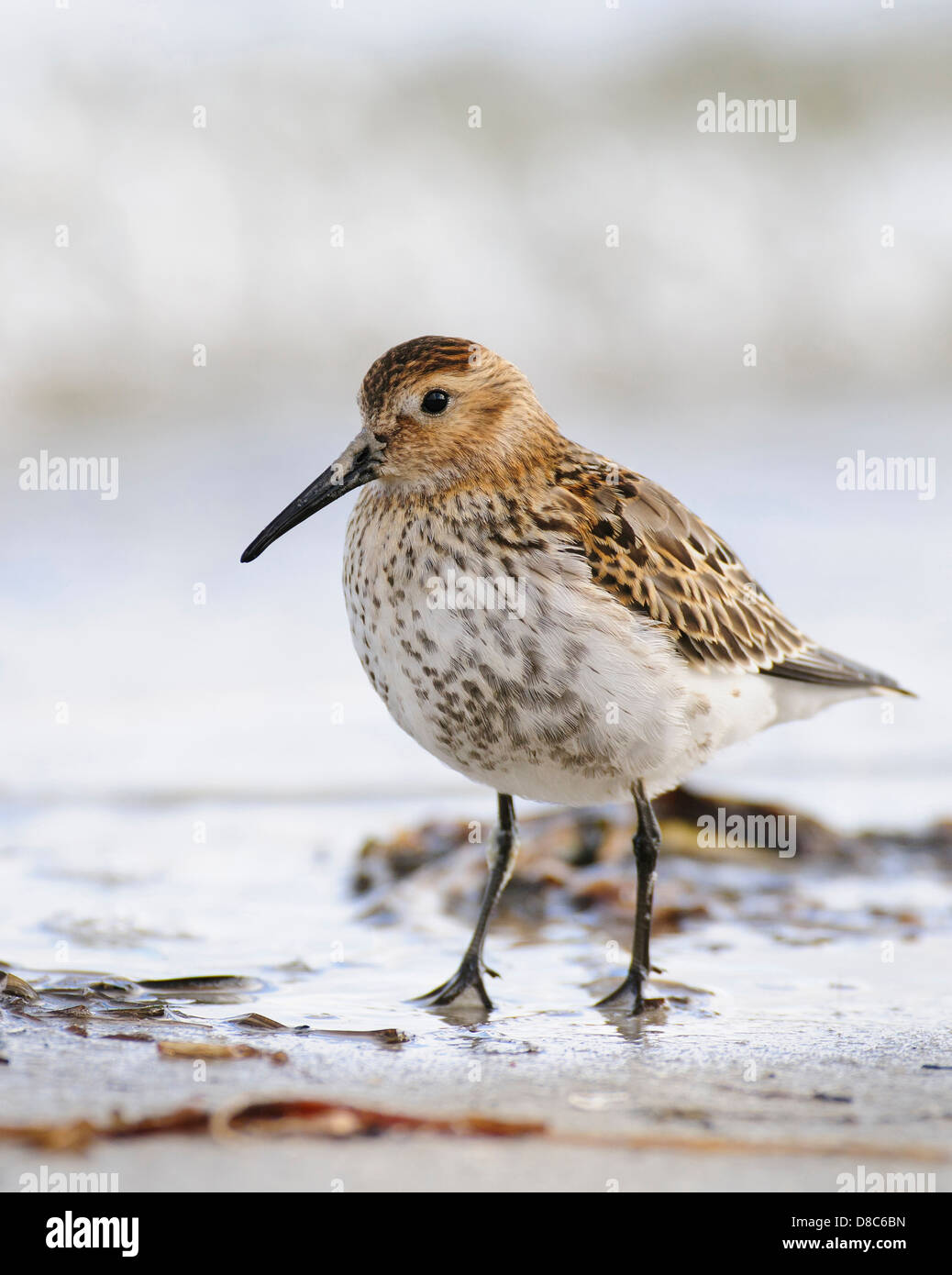 Dunlin, Calidris alpina, mecklenburg-vorpommern, Germania Foto Stock