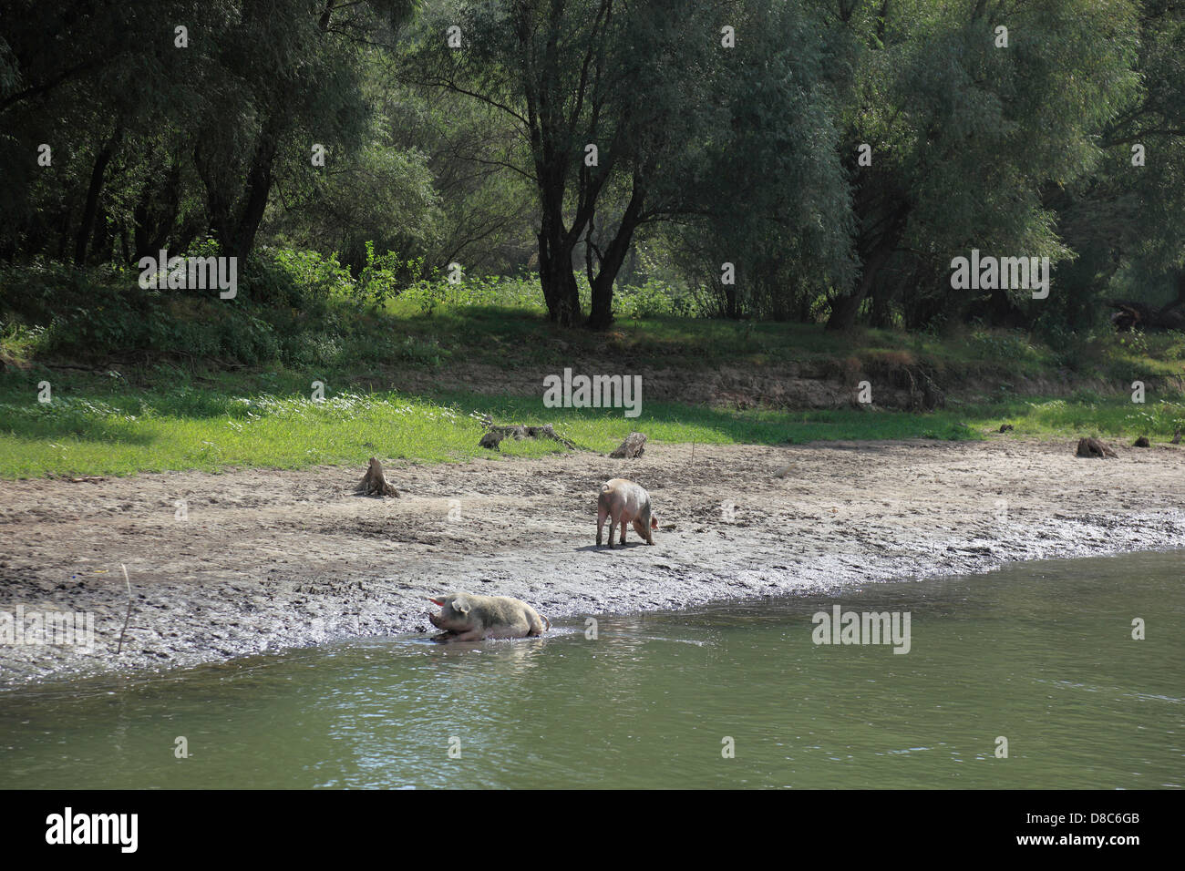 Suini sulla sponda del Danubio nel Delta del Danubio Riserva della Biosfera, vicino a Tulcea, Romania Foto Stock