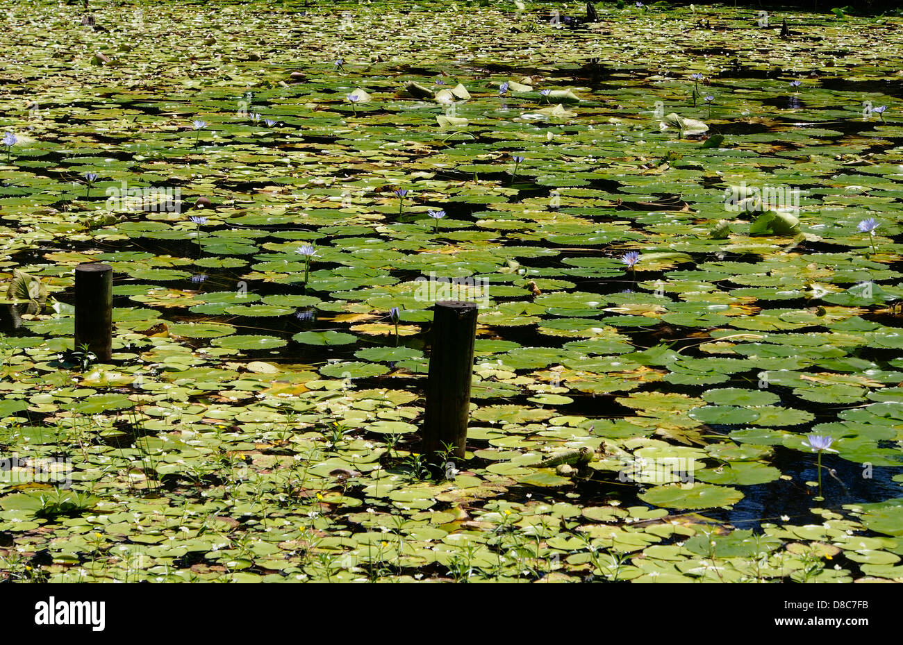 Piccolo lago in motivi di Byron Bay agriturismo bangalow road Byron Bay Nuova Galles del Sud Foto Stock