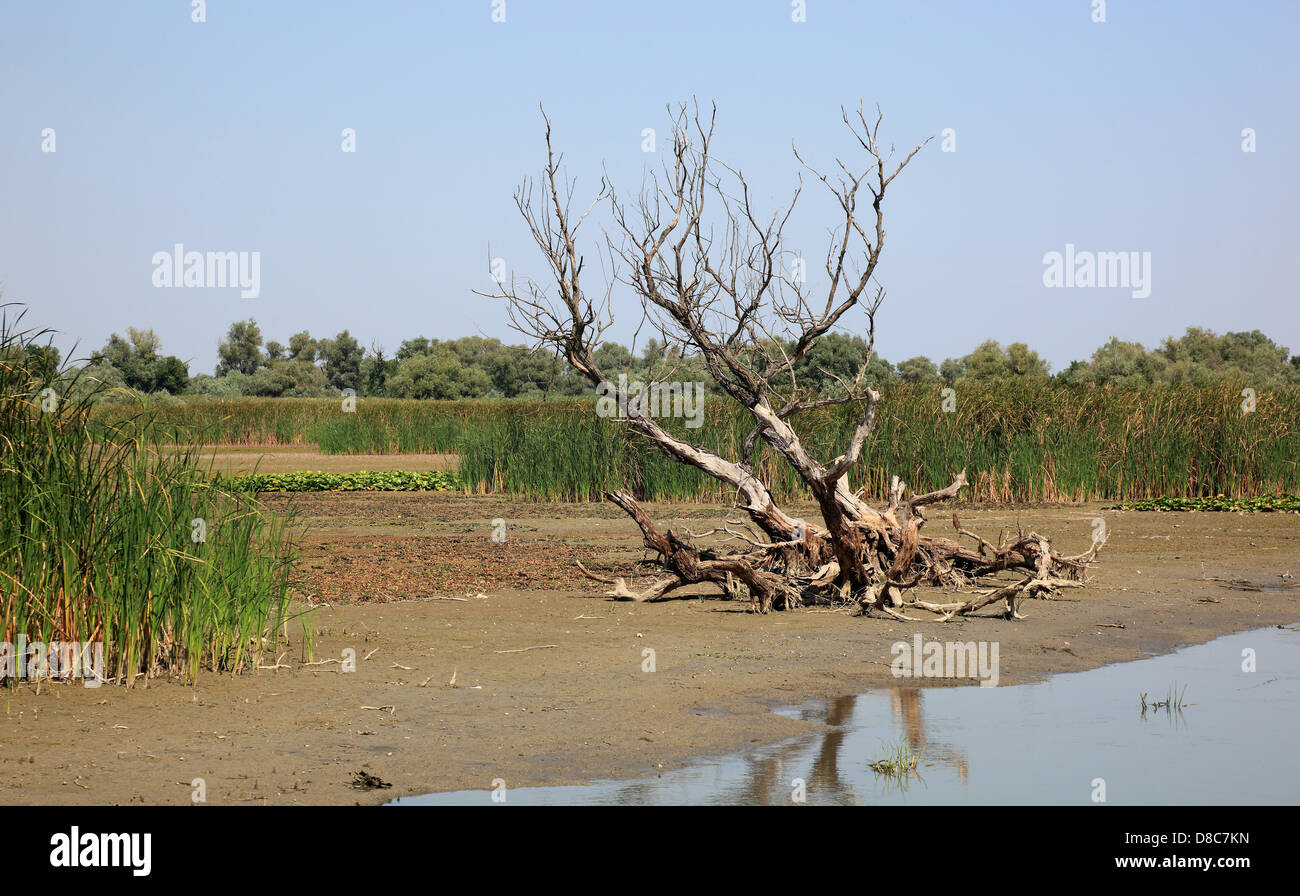 Il Delta del Danubio Riserva della Biosfera, vicino a Tulcea, Romania Foto Stock