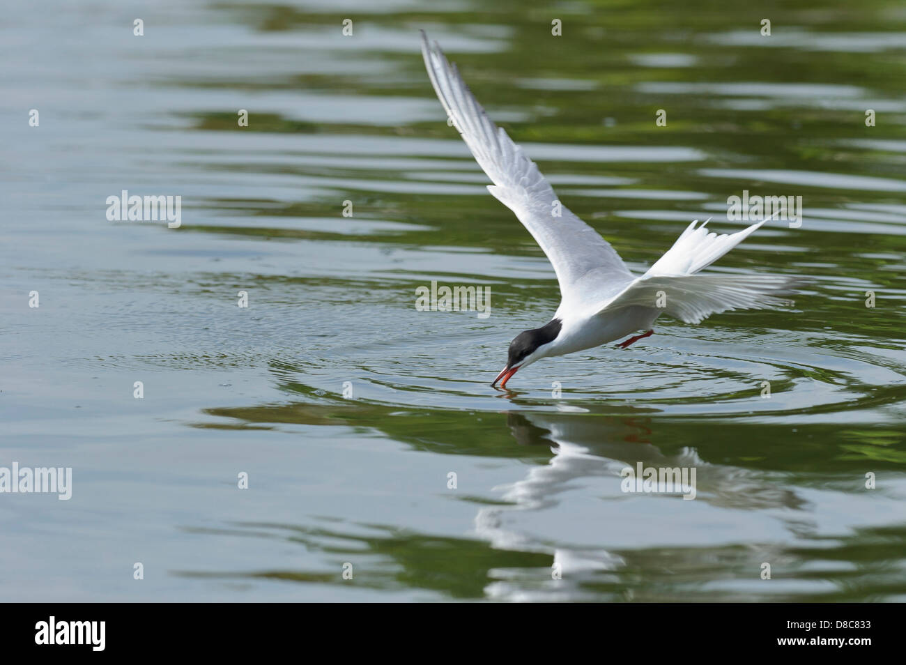 Common tern, Sterna hirundo, mare del Nord, Wilhelmshaven, Bassa Sassonia, Germania Foto Stock
