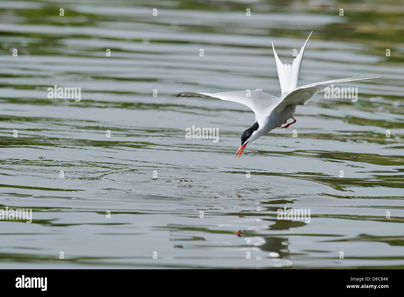 Common tern, Sterna hirundo, mare del Nord, Wilhelmshaven, Bassa Sassonia, Germania Foto Stock