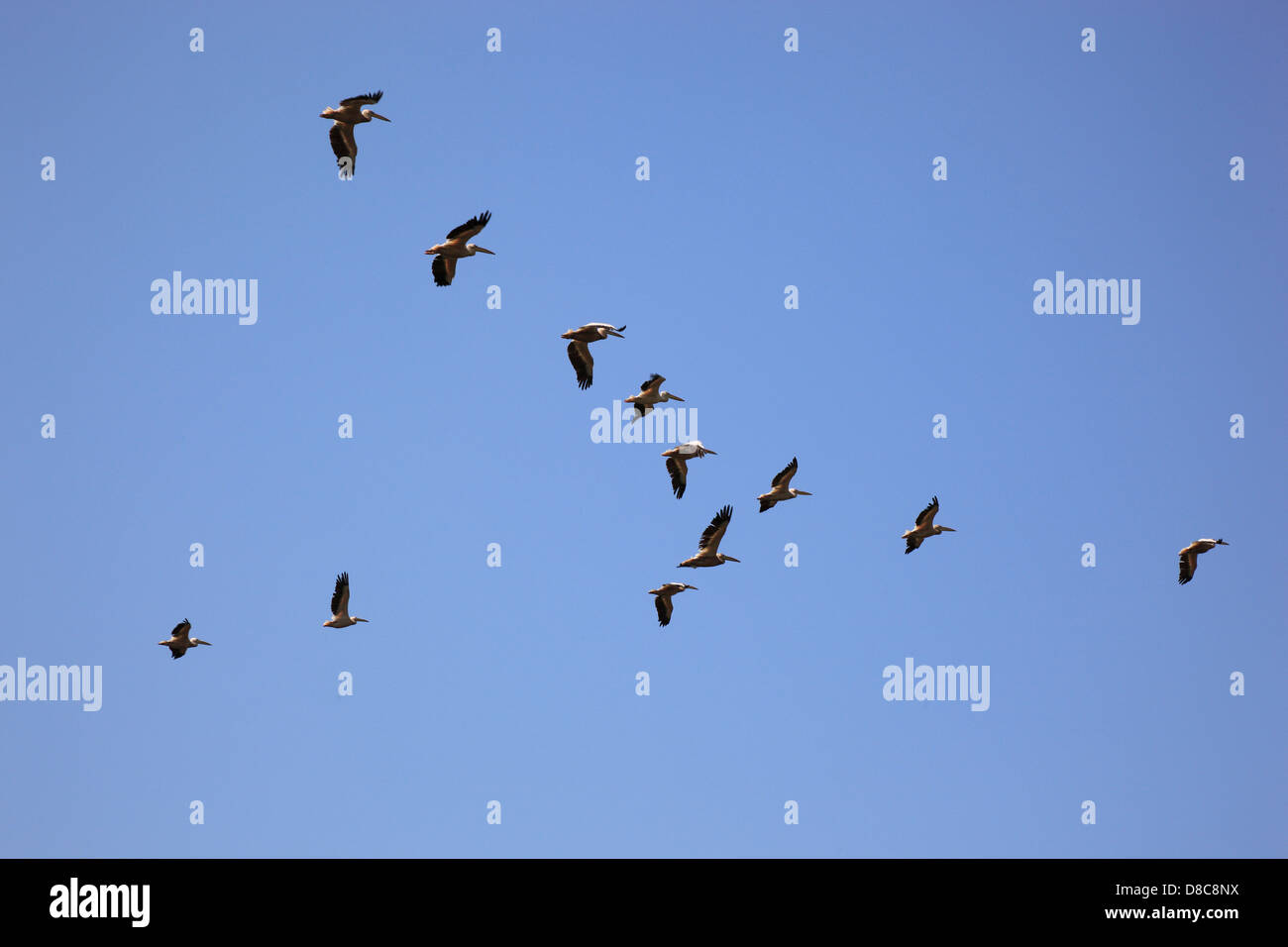 Pellicani volare in formazione, il Delta del Danubio Riserva della Biosfera, vicino a Tulcea, Romania Foto Stock