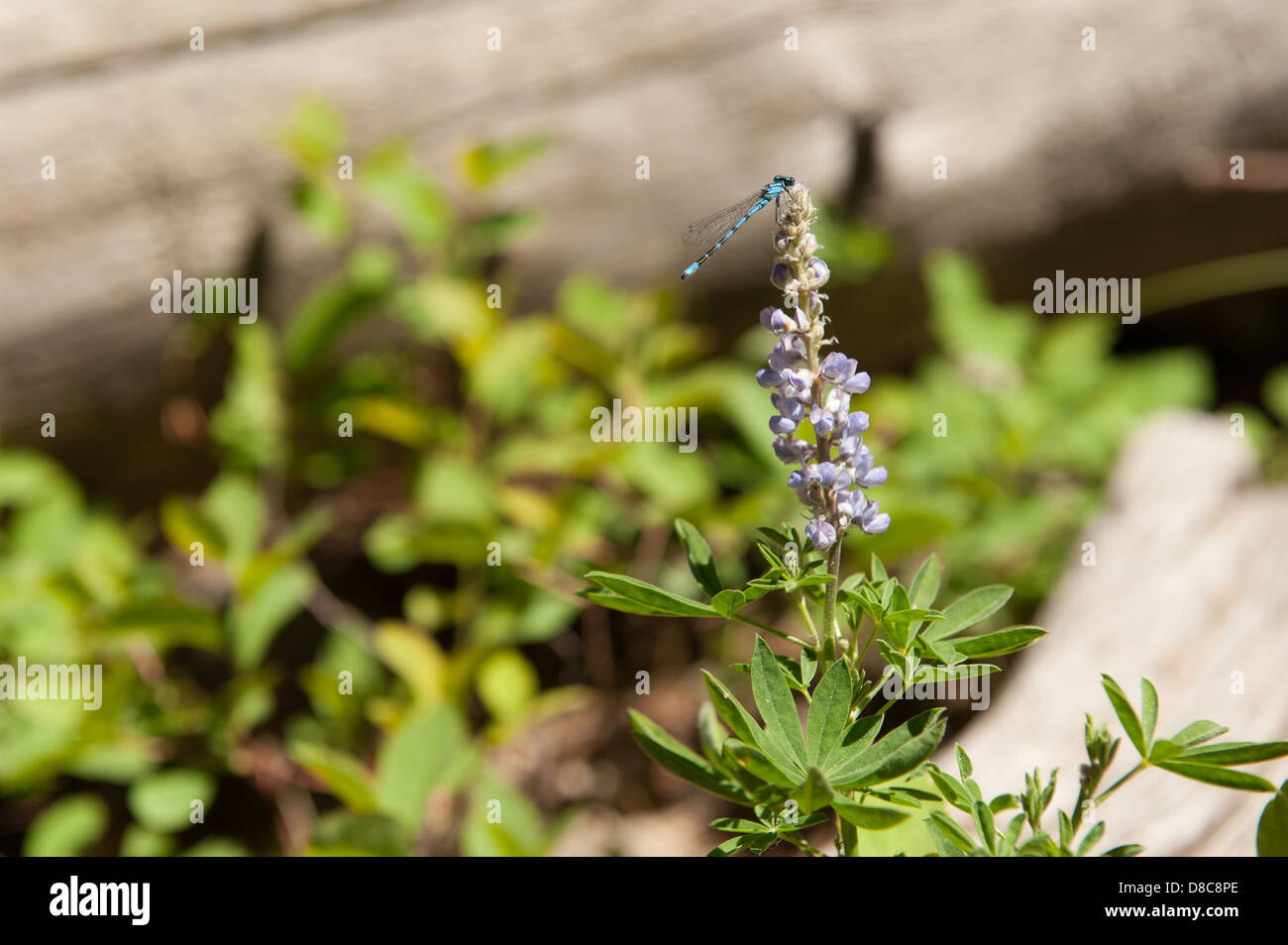 Fotografia di un blu damselfly poggia su un fiore di lupino, di fronte a una natura sfocata sullo sfondo. Foto Stock